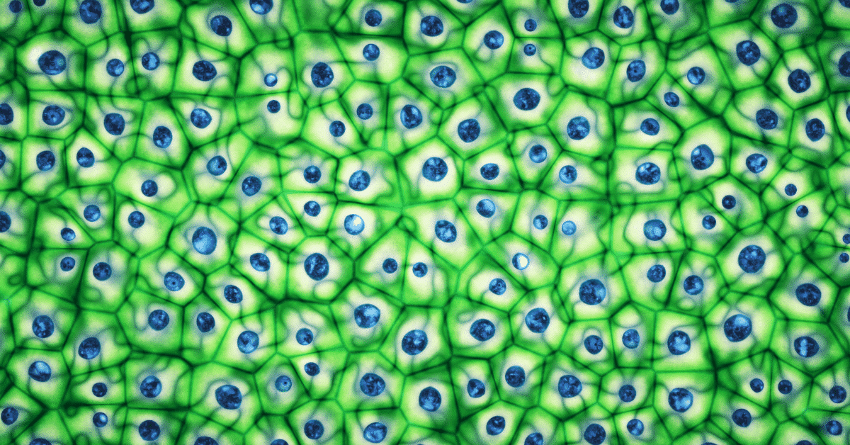 About Stem Cell Therapy for Lyme