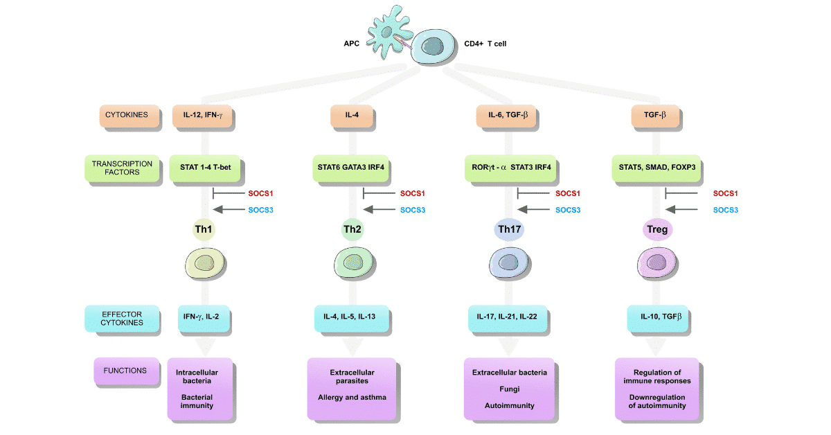 About Tregs, Th1, Th2, and Th17 Immune Cells